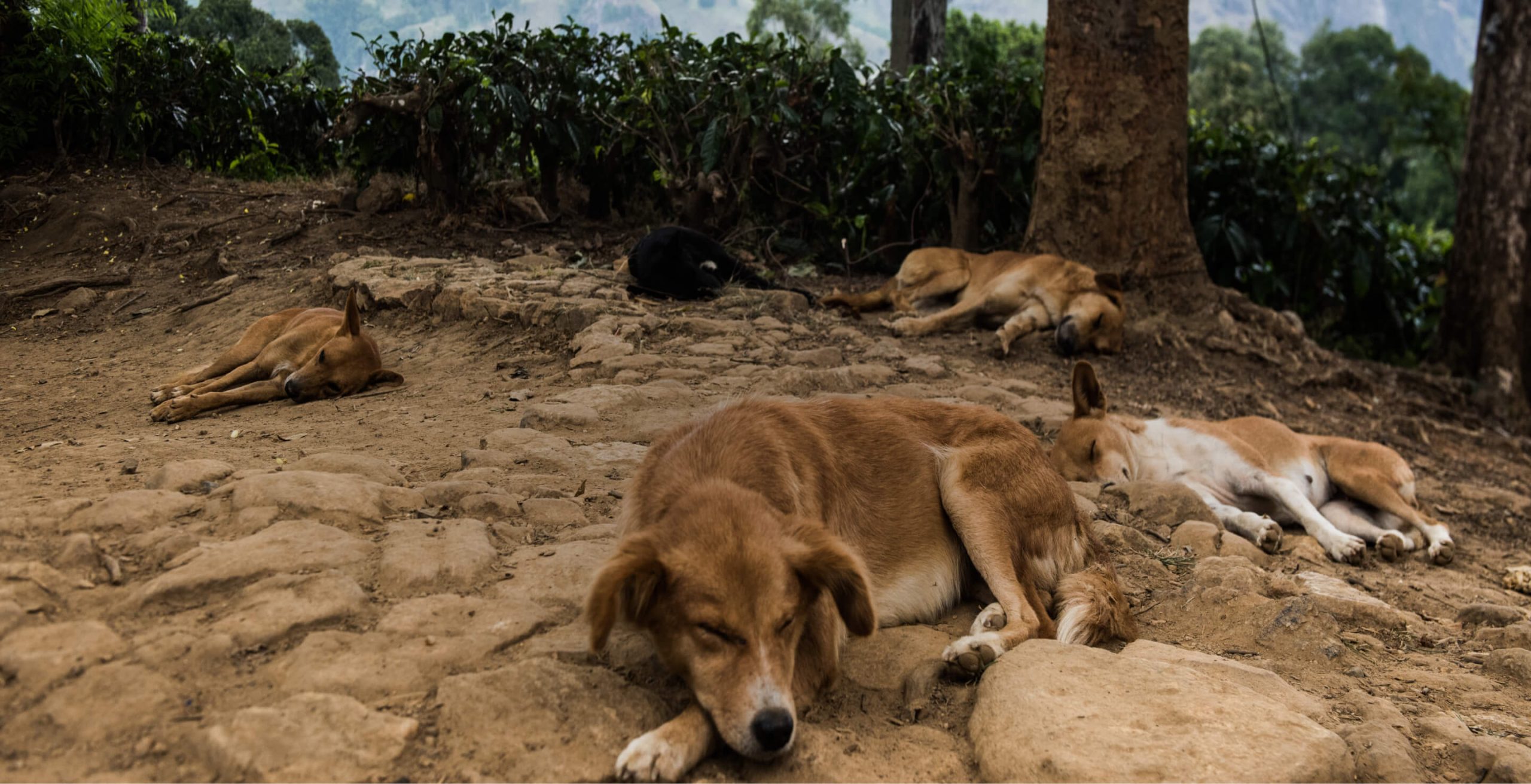 Help Create a Safe Haven for Stray Dogs and Horses in Sri Lanka! MH Foundation